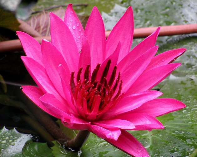 Heilige Lotus