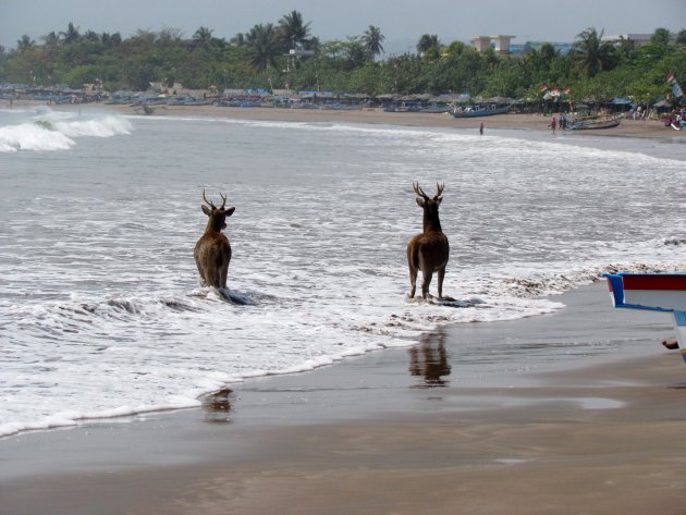 strandlopers