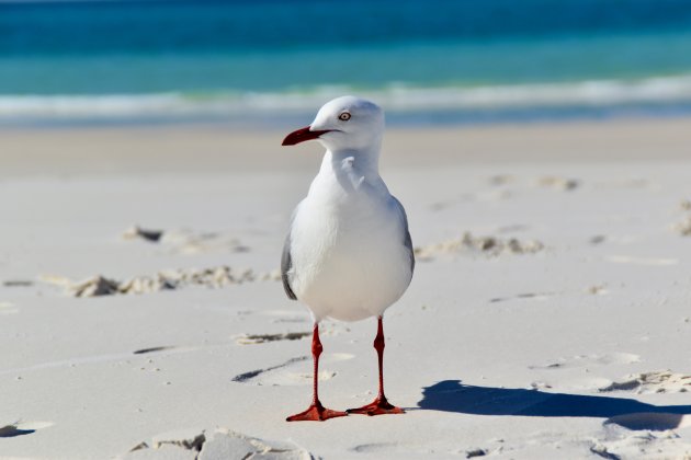 Brutale meeuw op Whitehaven Beach