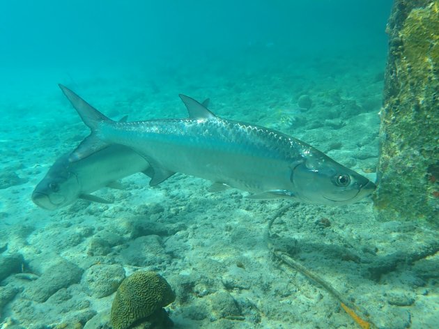 Tarpons