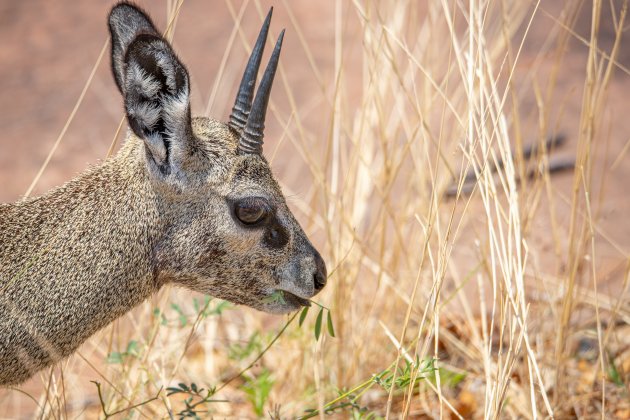 Klipspringer