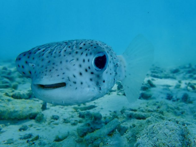 Nieuwsgierige Pufferfish