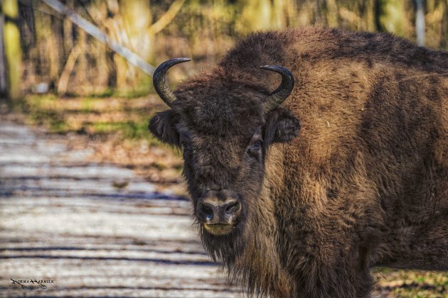 Wisenten Natuurpark Lelystad