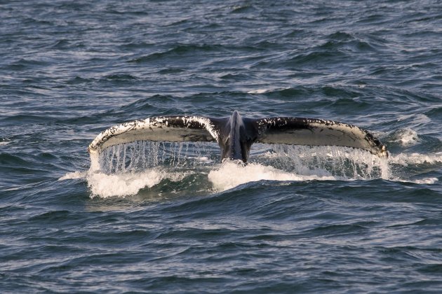 Bultruggen spotten in IJsland