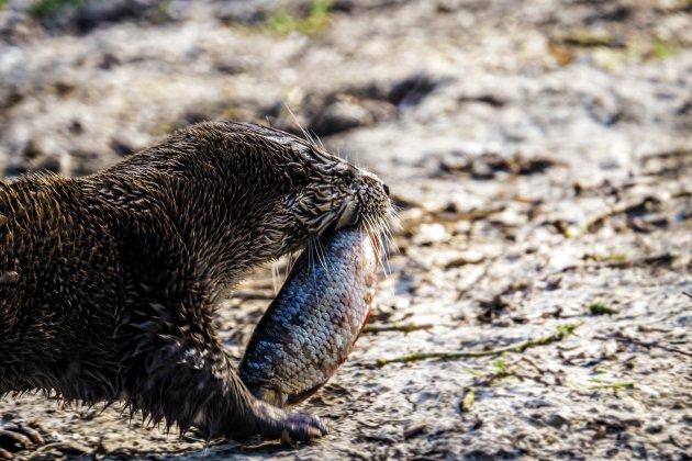 De otter in ons natuurpark