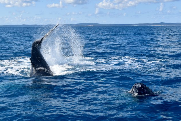 Bultrugwalvissen voor de kust van Fraser Island