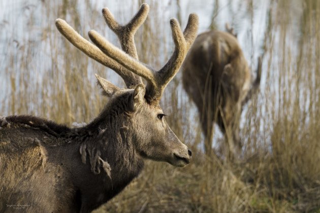 Natuurpark Lelystad