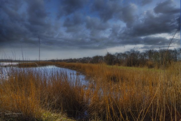 Oostvaardersplassen