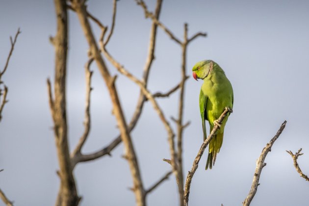 De Roze geringde parkiet