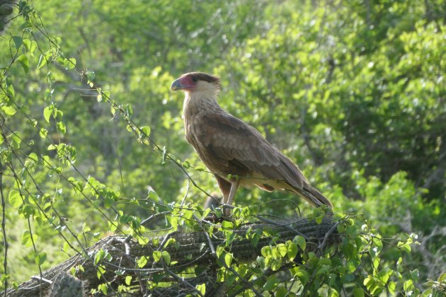 Dierenpracht op Curaçao (3)