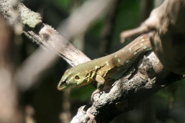 Dierenpracht op Curaçao (4)