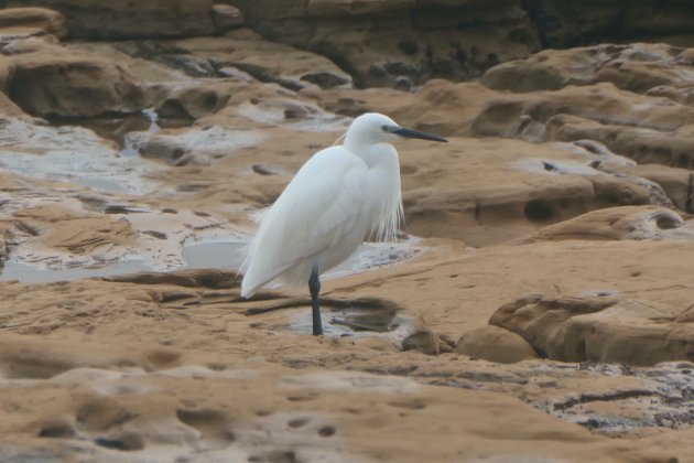 witte reiger in the spotlight