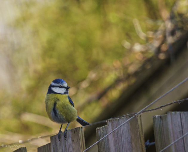 pimpelmezen in de tuin