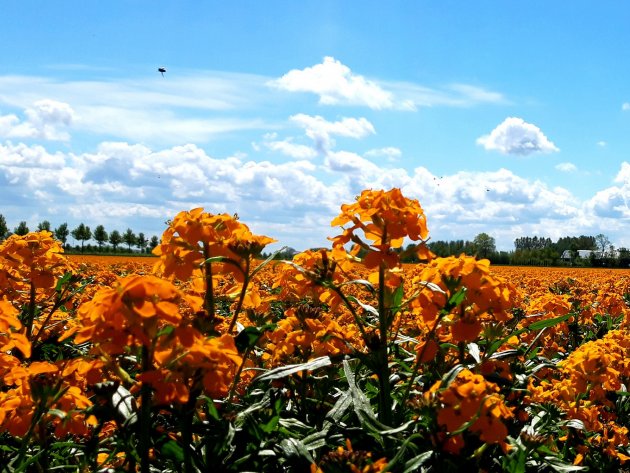 Oranje boven