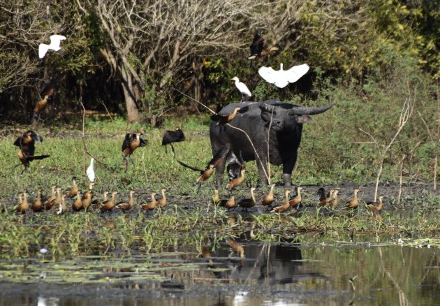 Waterbuffel langs de Mary River