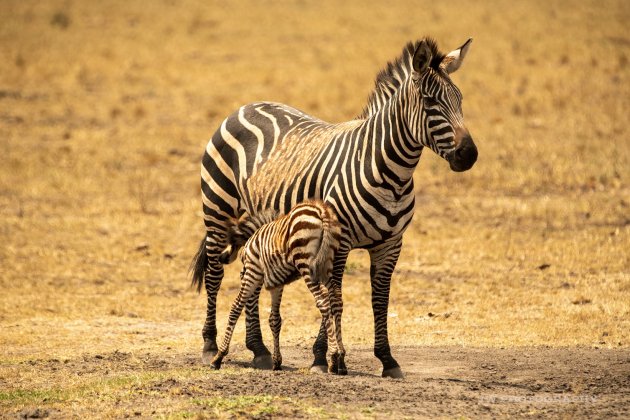 Zebra met jong