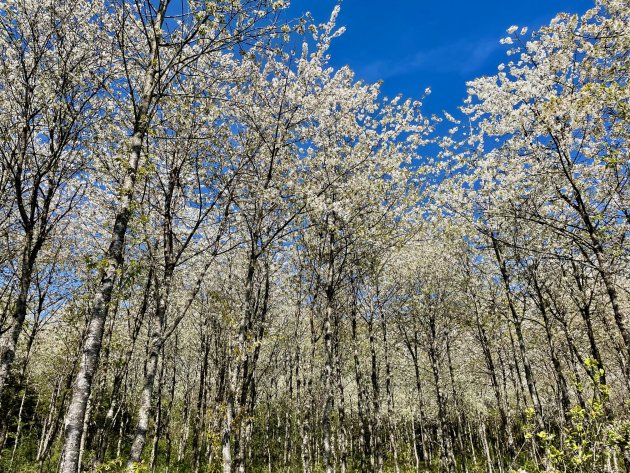 Sprookjesbos in de Ardennen