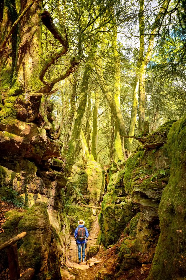 Puzzlewood