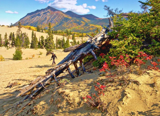 Carcross Desert