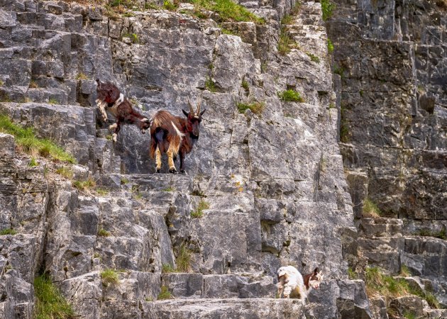 Klimgeiten in Cheddar Gorge