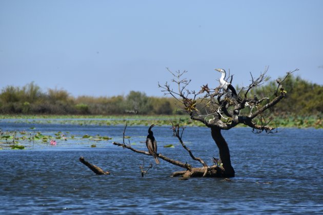 Op de Mary River