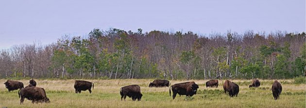 Verrassing langs een backroad in Alberta