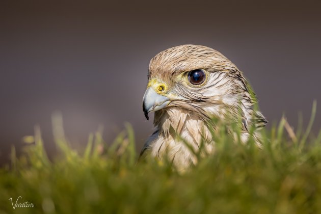 Net met z'n koppie boven het gras