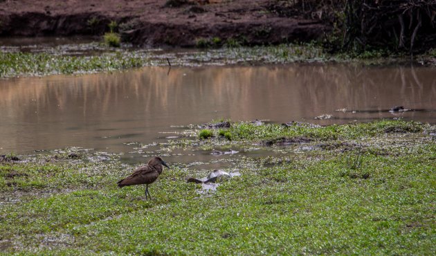 De hamerkop