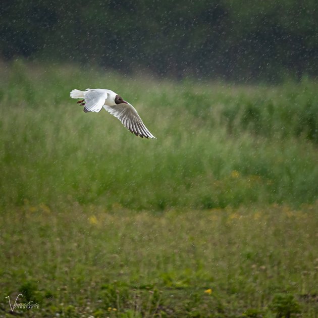 Regen en Kokmeeuw