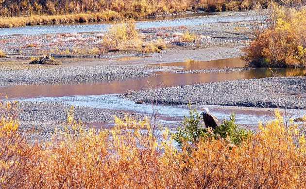 Bald Eagle langs de Dempster Highway