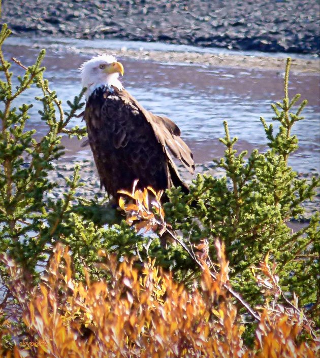 Bald Eagle @ Thombstone River