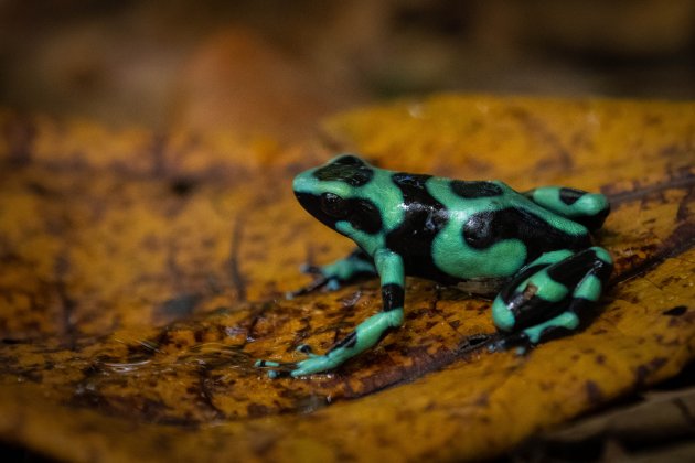 Groen-zwarte pijlgifkikker