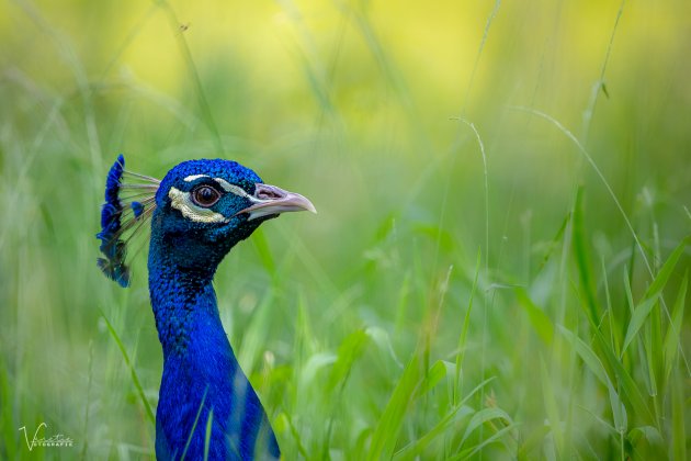 Oh wat zijn ze toch blauw