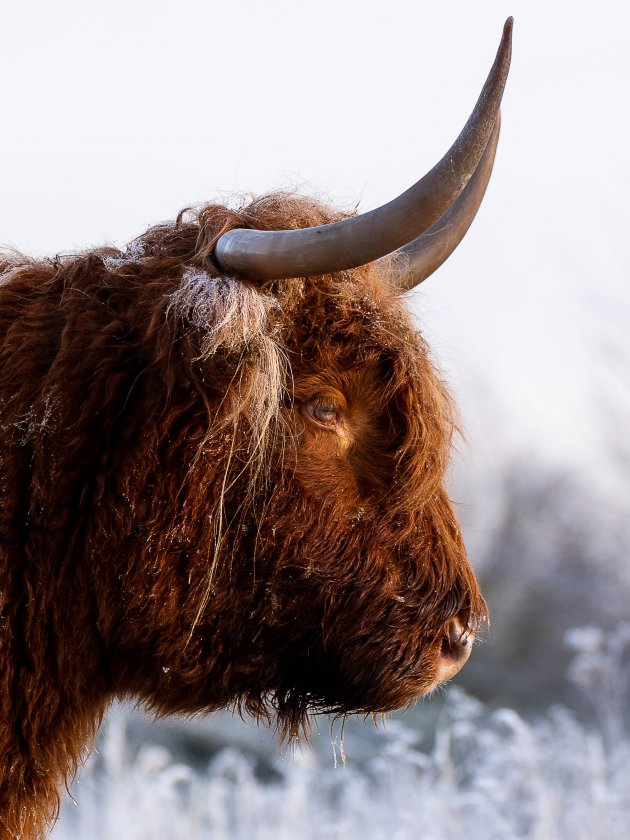 Hooglander in de sneeuw