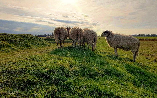 Schapen op de Bordeelschans op het eind van de middag