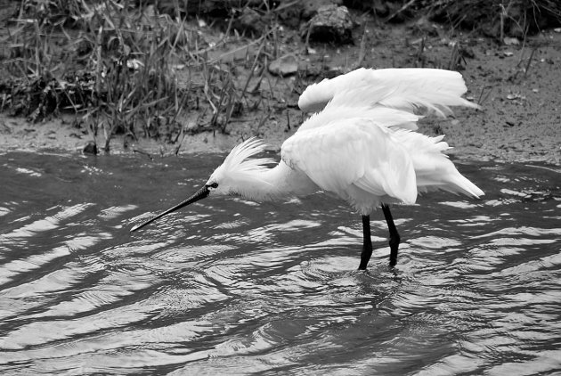 Lepelaar druk bezig op Ameland