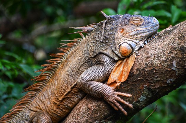 Iguana bridge