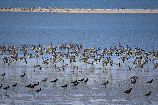 Een eldorado voor vogels