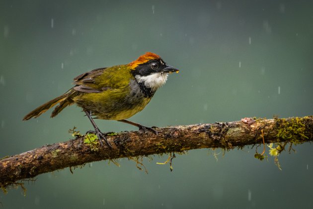 Bruinkapstruikgors in de regen