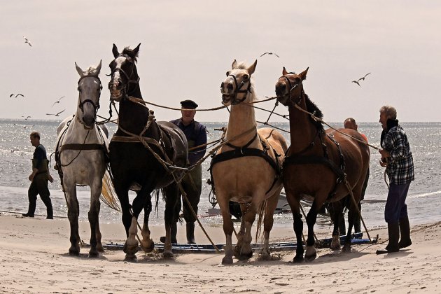 Demonstratie van de paardenreddingsboot op Ameland