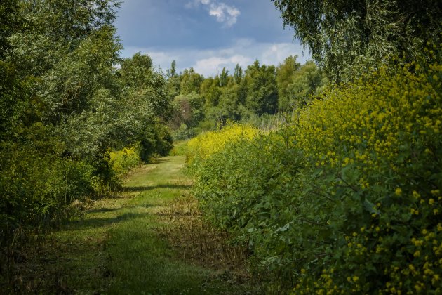 Oostvaardersplassen staan in bloei