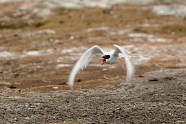 Spitsbergen Noordse Stern in de aanval