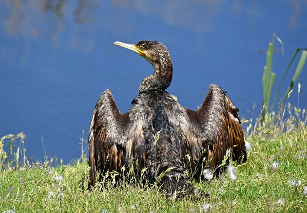 Aalscholver op Ameland