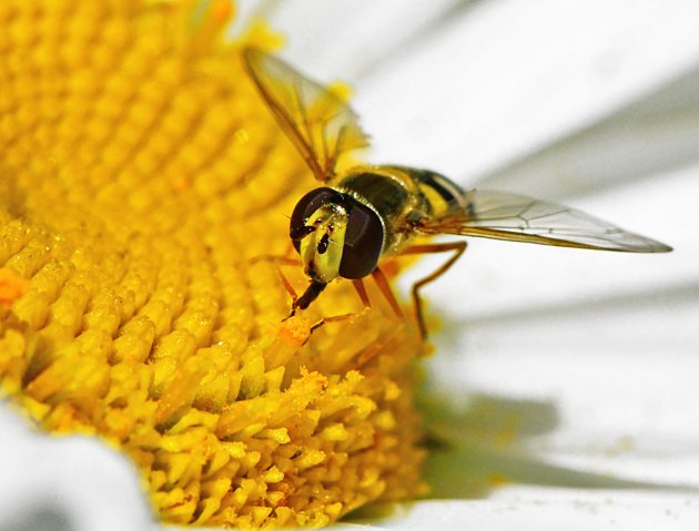 Snoepen aan een margriet