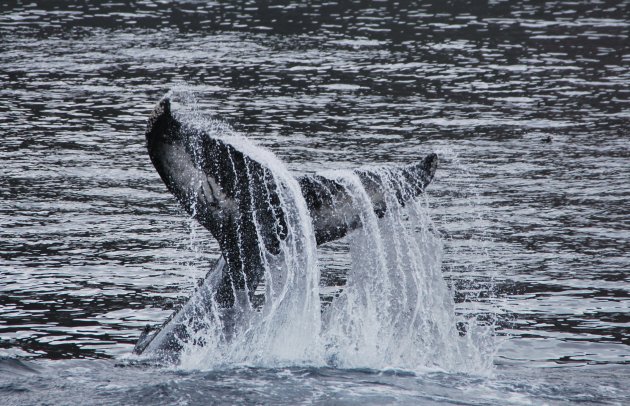 Whale watching in Newfoundland