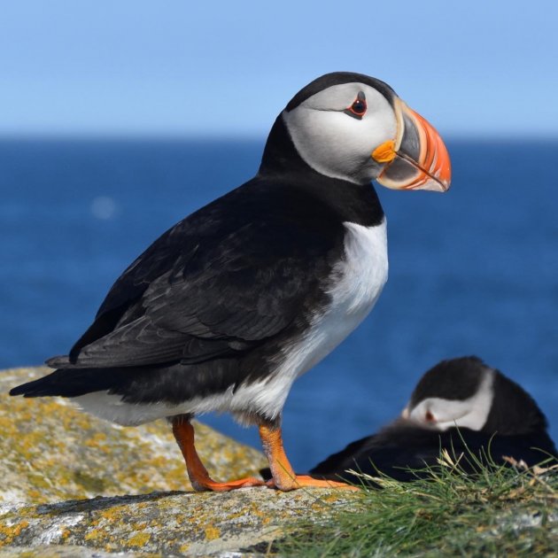 Papegaaiduikers op Newfoundland