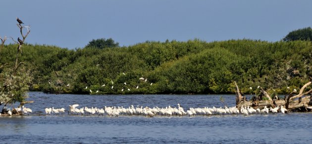 Westerplas Lepelaars