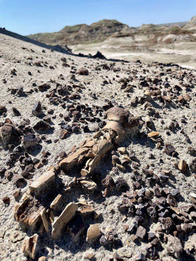 Dinosaurus bot in Dinosaur Provincial Park