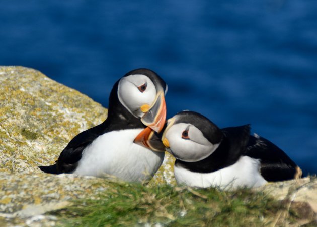 Papegaaiduikers bij Elliston