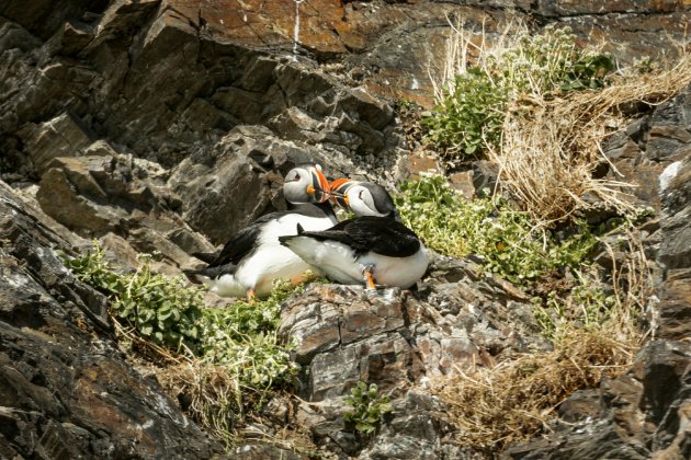 Spitsbergen Papegaaiduikers